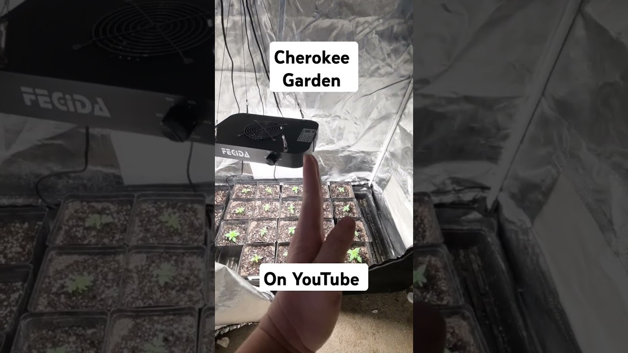 Fecida cr600 light upgrade day