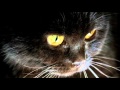 Черный кот - аллегория