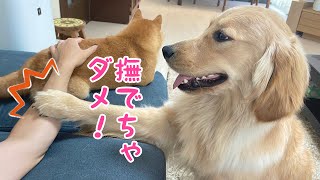 豆柴を撫でると嫉妬して撫でるのを阻止してくるゴールデンレトリバーがかわいい