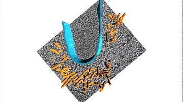 Electron cryotomography of the actomyosin ring in Schizosaccharomyces pombe