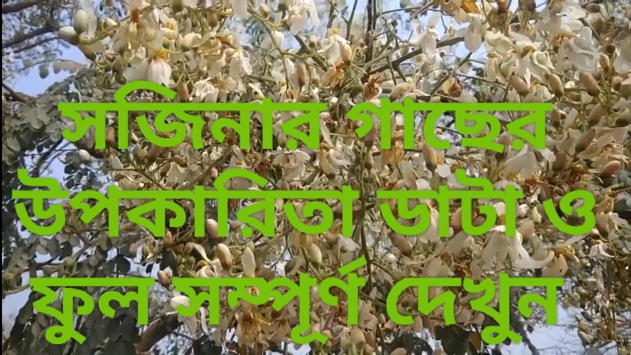 সজিনা গাছের উপকারিতা জেনে নেয়। Benefits of horseradish tree. YouTube