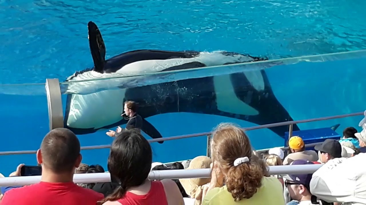 BIỂU DIỄN CÁ VOI SÁT THỦ ĐỘC NHẤT VÔ NHỊ TẠI MỸ - THE UNIQUE ORCA (KILLER WHALE) SHOW IN AMERICA
