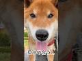 ’26.5.12 力丸の、ご機嫌な一日… #柴犬 #shibainu #柴犬のいる暮らし #柴犬の日常 #食べる犬 #カメラ目線 #力丸