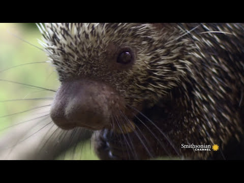 Video: Schieten stekelvarkens op hun stekels?