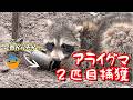 アライグマ２匹目捕獲・罠で足首を大怪我