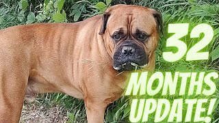 Living With A Bullmastiff (32 Months Old)