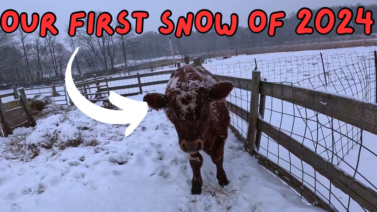 Capturing the Beauty of Our First Big Snow on the Homestead! - YouTube