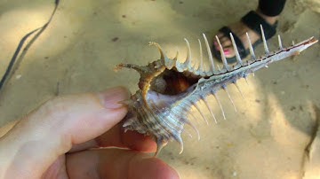 Fossil Seashells at Shell Beach | Krabi Thailand HD Video