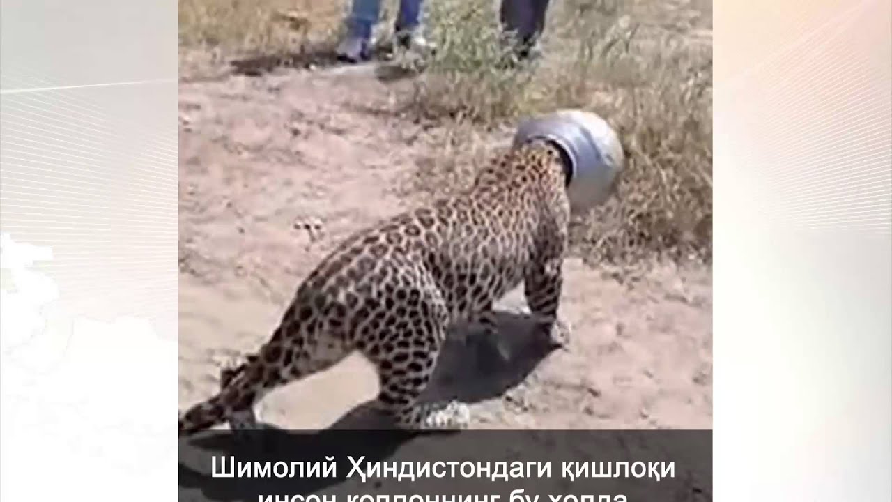 BBCSHORTSBoshi qopqonga tushgan qoplon - YouTube
