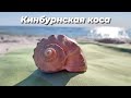 На открытом катере с Очакова на Кинбурн! Кристальная вода, сняли дельфинов вдалеке! Раки отшельники