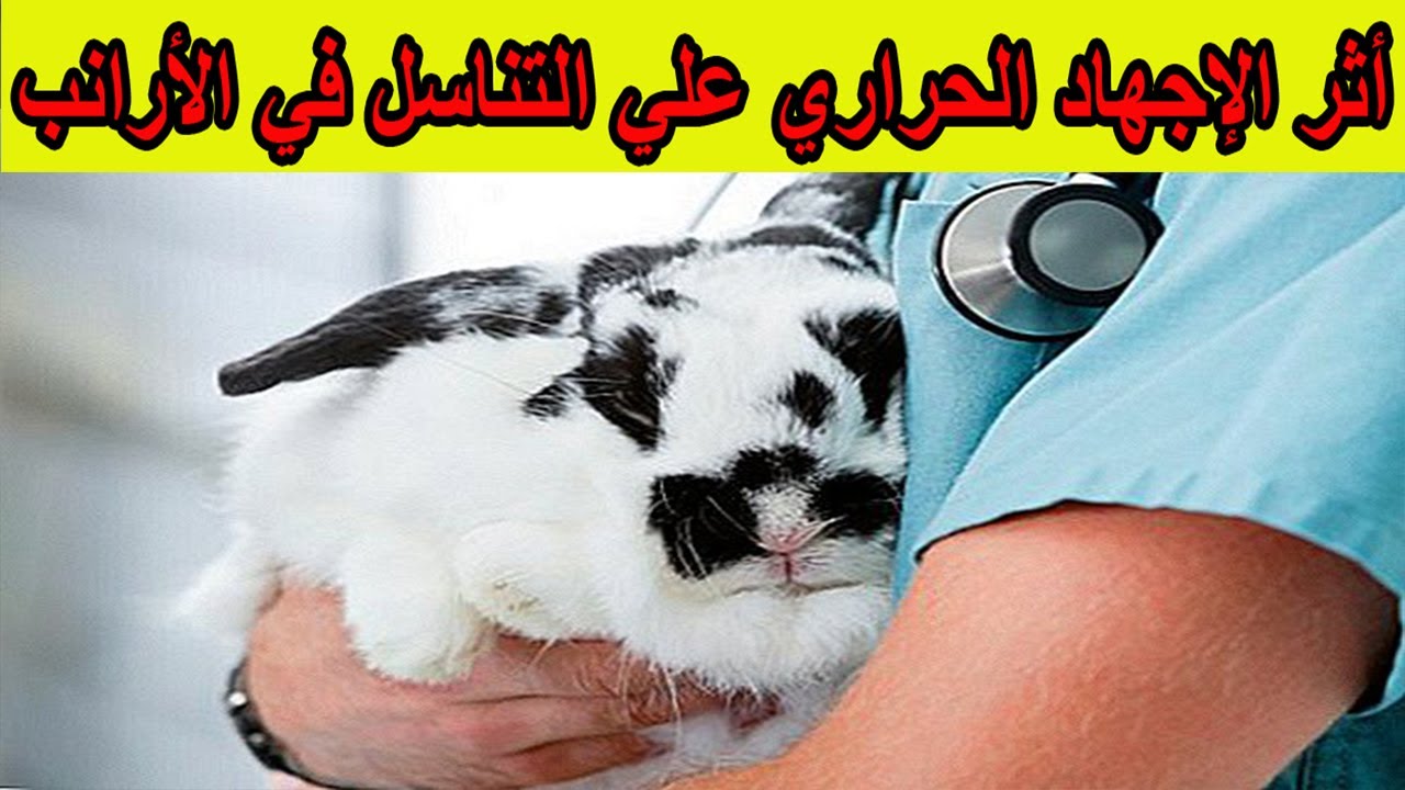 تأثير الإجهاد الحراري علي التناسل في الأرانب | The effect of heat