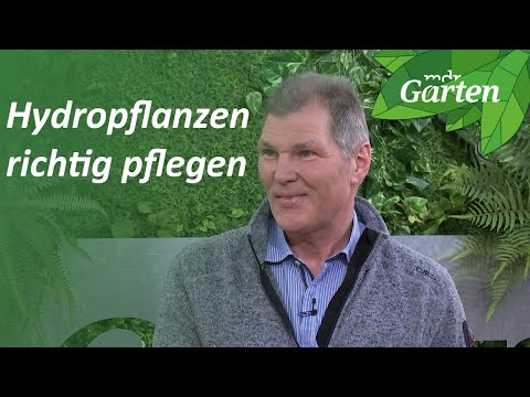 Video: Growing Paddle Plants: Erfahren Sie mehr über die Pflege von Kalanchoe-Paddelpflanzen