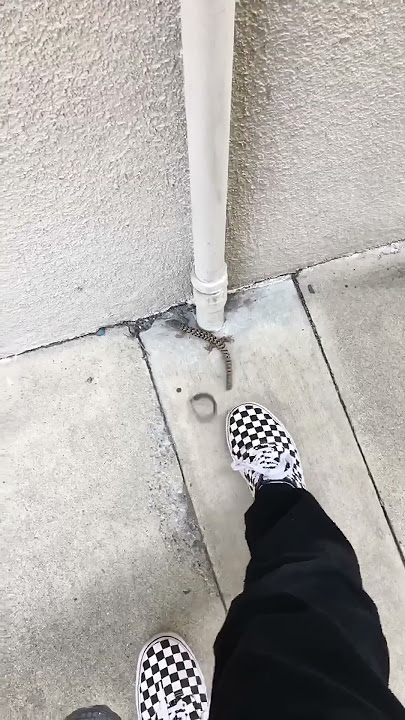 Lizard Cuts Its Tail Off