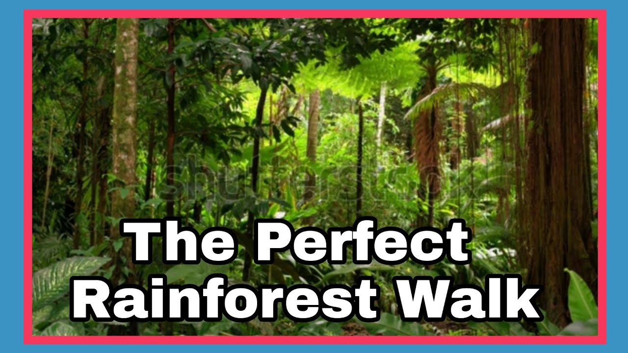 Maiala Walking Tracks | Mount Glorious Wildlife | BRISBANE AUSTRALIA