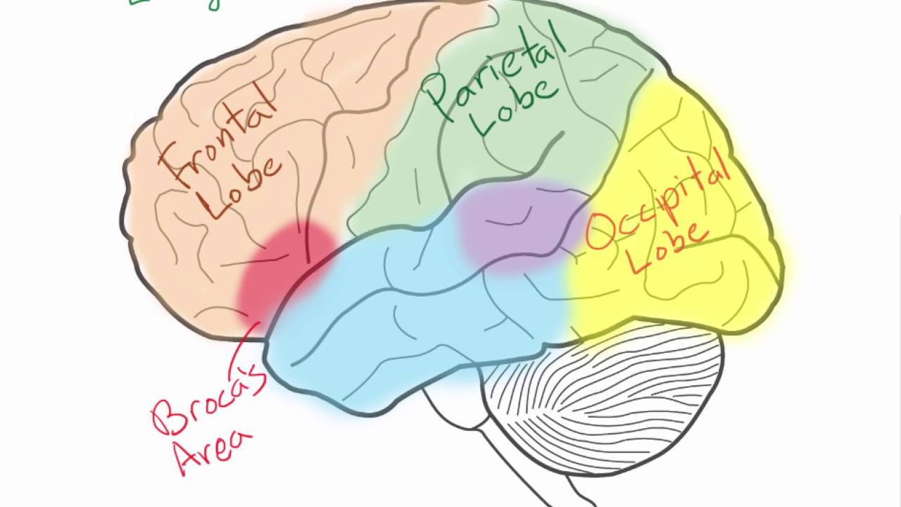 Brain languages. The Bilingual Brain. Bilingual Brains do better.