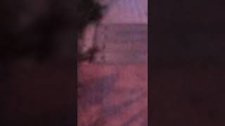 Ratas en los Barreros Cartagena