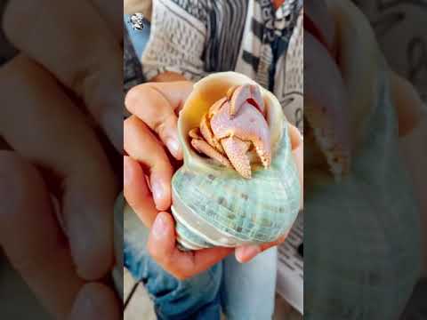 Video ỐC MƯỢN HỒN TO khủng khiếp |Thèm Bò Sát #shorts - youtube