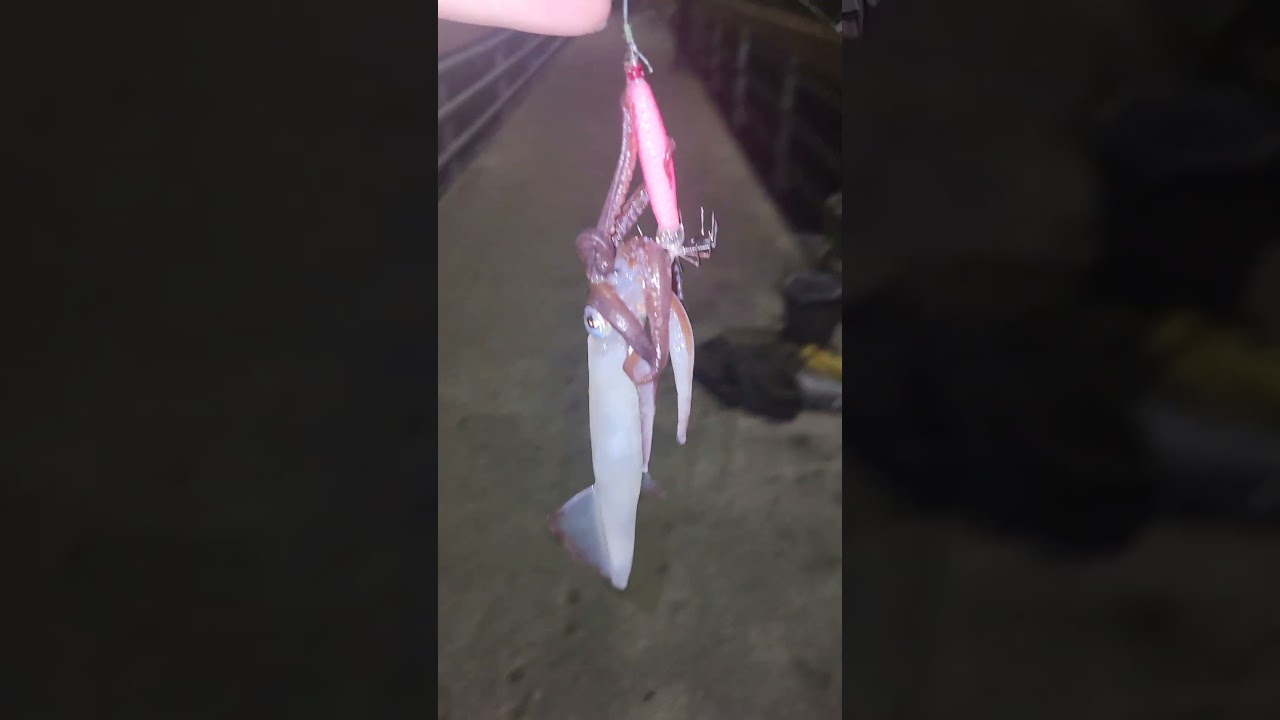 8/2/24 Edmonds Pier squid fishing