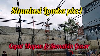 Simulasi Lomba Pleci Agar Cepat Mapan || Terapi Pleci Ngalas Buka Paruh || Call Pleci Betina #pleci