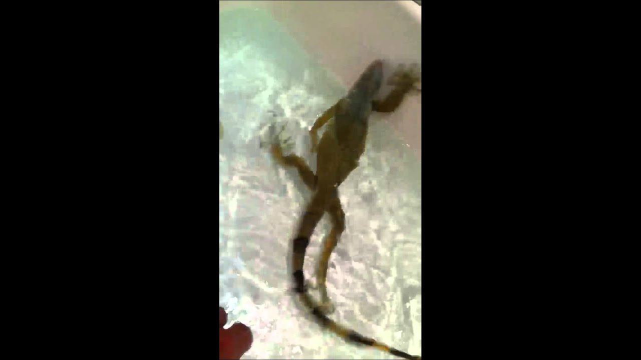 lizard skin grips Iguana swimming in bathtub
