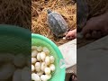 Tortoise lays eggs || Viral Video UK