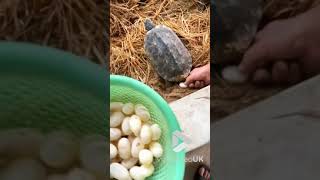 Tortoise lays eggs || Viral Video UK