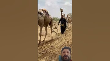 Beautiful camel 🐪 filed Green Screen video #wildlifeentertainment #chromakey #funny #animals