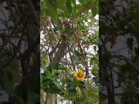 فيديو: Chalice Vine Care - معلومات عن Golden Chalice Vine Growing