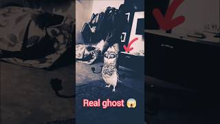 #halloweencostume #ghost #spookydecorations #spookydecor #creepy #scarydecor #paranormal