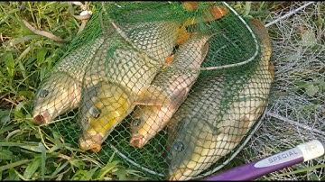 Mồi tổng hợp câu cá trôi, chép, trắm, rô phi, mè vinh, hiệu quả - Dễ Làm | Vua Của các loại mồi