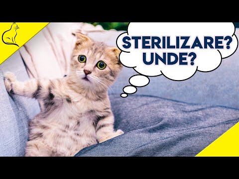 Sterilizare Pisici - Tot Ce Trebuie Sa Stii