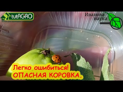 ЭТОГО ЕЩЕ НЕ ХВАТАЛО! БЕРЕГИТЕСЬ! КОРОВКА сожрет и сад, и огород! Как бороться с вредной коровкой.