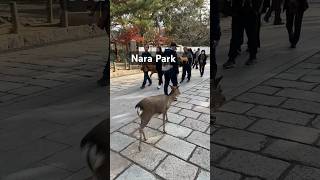 Nara Park 🦌