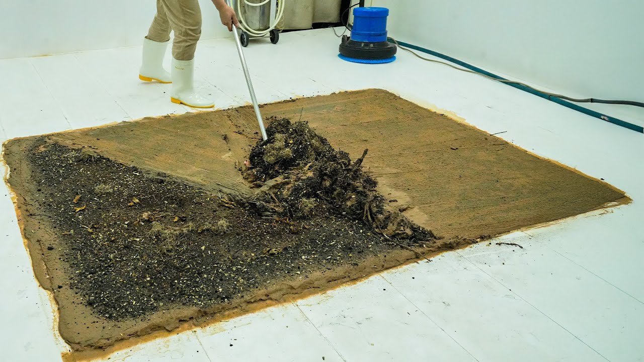 Rotten and Infested – Can This Rug Be Saved? Watch the Transformation ...