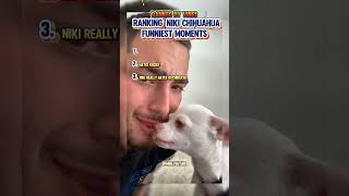 Top 3 Niki Chihuahua Funny Moments (Look at the end) 🤣😂 #funny #niki #chihuahua #shorts