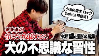 第５１回 小渕と黒田 小渕自ら撮影 編集 愛犬登場で の音にだけ反応する 不思議な習性を検証 Youtube