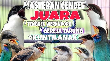 Masteran Cendet JUARA Full Tembakan Panjang Kekinian TERLENGKAP || Tengkek buto werkudoro dll