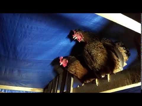 Crowing hen
