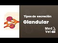 Tipos de secreción glandular