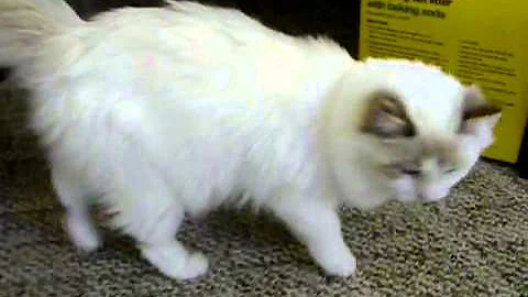 Watch the video about Chocolate Lynx bicolor Ragdoll kitten LuLu - Lions Royale Ragdoll