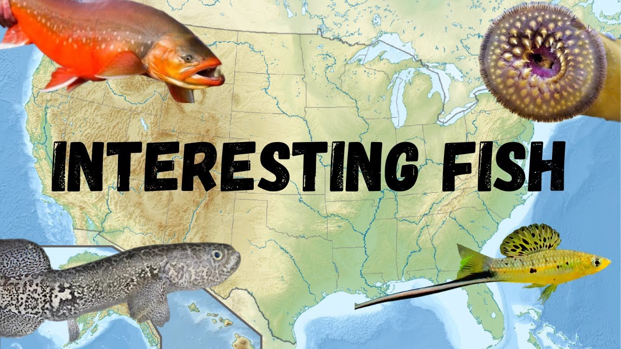 Удивительные и интересные пресноводные рыбы Северной Америки: Часть 7