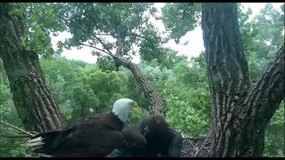 Decorah Eagles- Eaglet Mantles Grass Then Mom Brings A Fish