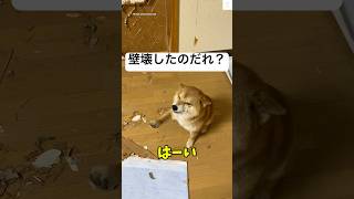壁壊してこの笑顔⁉️柴犬の反応が面白い😂 #柴犬 #犬 #可愛い犬 #犬のいる暮らし #面白い
