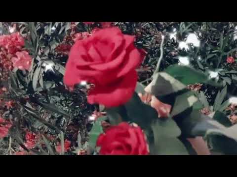 اجمل الاغاني اجمل المقاطع حالات واتس اب انا وردة وغيرك مايشما 