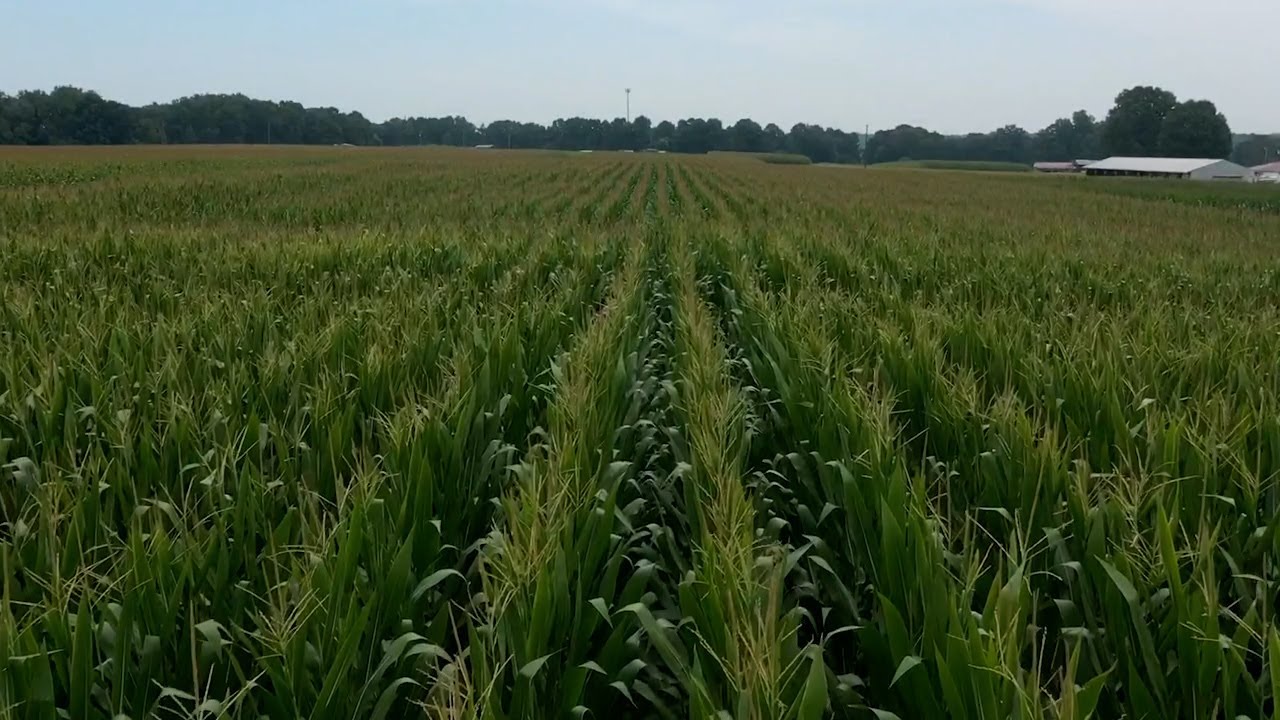 Xyway Xyway LFR Fungicide Research Report 2021 - YouTube