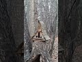 Белочка прервала обед чтобы понаблюдать за футболом.#squirrel