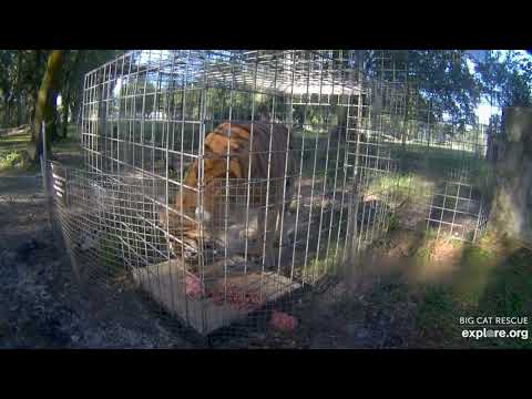 Food!  Aria tiger at Big Cat Rescue.