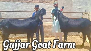 Big Beetal Khassi Goats of Gujjar Goat Farm, Hanumangarh