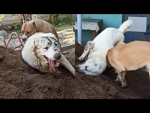 ჩვენი ოთხფეხა მეგობრების თამაში ქართული ნაგაზები ხოდა აფინა და ამერიკული პიტბულ ზარრა