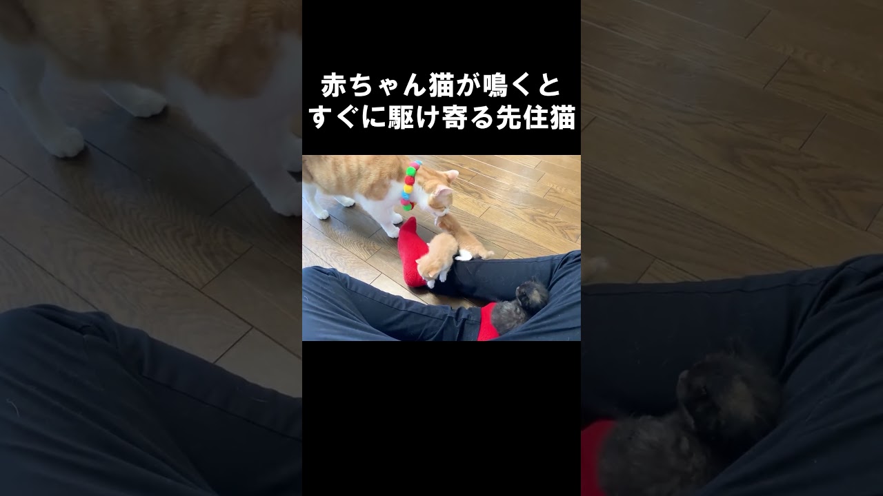 赤ちゃん猫が鳴くとすぐに駆け寄る先住猫 #保護子猫